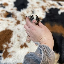 Tiny parti girl - Parti female Yorkshire Terrier puppy in Yukon, Oklahoma from Tiffs Yorkie babies