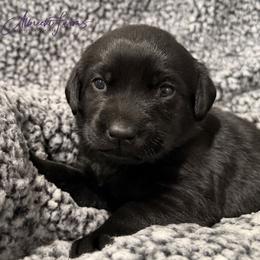 Yellow Girl - Black female Labrador Retriever puppy in Colorado from Albrecht Farms Labrador Retrievers