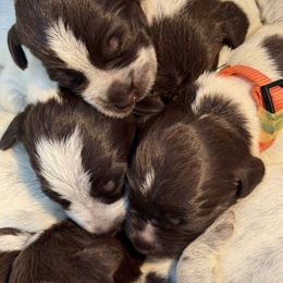 Wirehaired Pointing Griffon Puppies from BradfordWoods Griffons