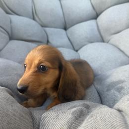 Van helsing - Red male Dachshund puppy in Tampa, Florida from EntityDachs