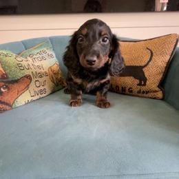 Black and tan brindle boy - Black and tan male Dachshund puppy in West Plains, Missouri from Spring Creek Dachshunds