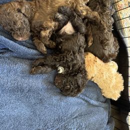 Poodle Puppies from Noelle Poodles