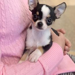Chihuahua Puppies from Strawberry River Kennel