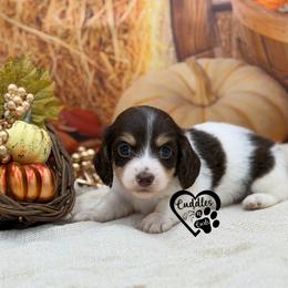 Spot - Piebald male Dachshund puppy in Nashville, Arkansas from Cuddles n Curls