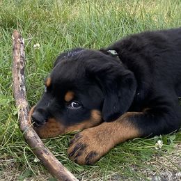 Boy 2 - Rottweiler puppy in Eaton Rapids, Michigan from The Rottweiler Haus