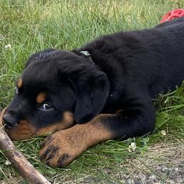 Boy 2 - Rottweiler puppy in Eaton Rapids, Michigan from The Rottweiler Haus