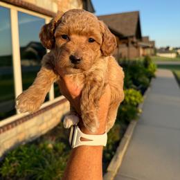 Apple - Apricot female Poodle puppy in Sperry, Oklahoma from PuppyLove Poodles