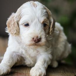 Betty - Apricot female Labradoodle puppy in Crete, Nebraska from Doodles & Co