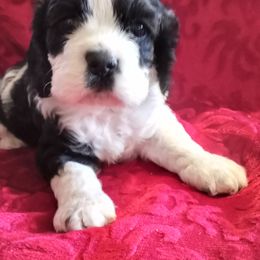 Cocker Spaniel Puppies from Sherrye's Cocker Spaniels