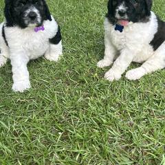 Goldendoodle and Saint Berdoodle Puppies from Southern Doodles of Eastern North Carolina