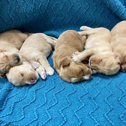 Australian Labradoodle Puppies from Salona Australian Labradoodles