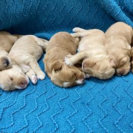 Australian Labradoodle Puppies from Salona Australian Labradoodles