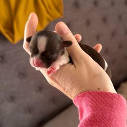 Boy 2 - Liver and white male Shih Tzu puppy in Stroud, Oklahoma from Laik’s Little Shihtz & Poms