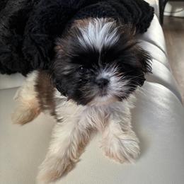 Molly - Black gold and silver female Shih Tzu puppy in Monrovia, California from Sunrise Shihtzu Blossom
