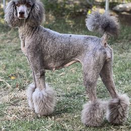 Roxanne - Poodle
