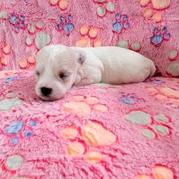 Bichon Frise Puppies from Wonder Bichons