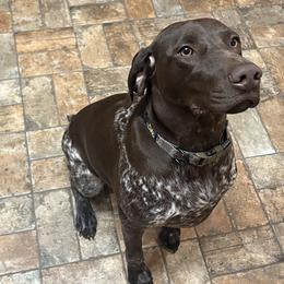 German Shorthaired Pointer Puppies from Howell Farm GSP
