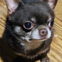 Solo - Chihuahua