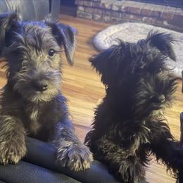 Miniature Schnauzers from Cape Cod Miniature Schanauzer