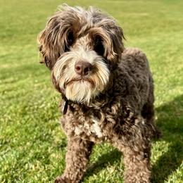Rocky - Australian Labradoodle