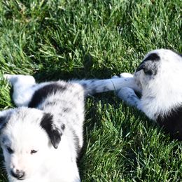 Border Collie Puppies from D8 Ranch Border Collies