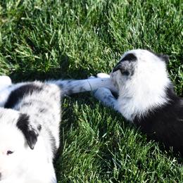 Border Collie Puppies from D8 Ranch Border Collies