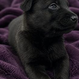 Girl 3 - Brindle - Black sable female Belgian Malinois puppy in Dallas, Texas from Kaizen von Ruach Malinois