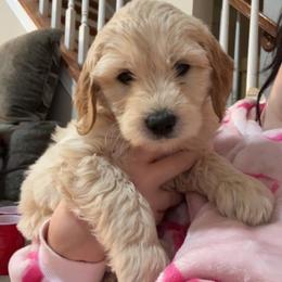 Red - Cream male Goldendoodle puppy in Millville, New Jersey from Michelle's Doodles