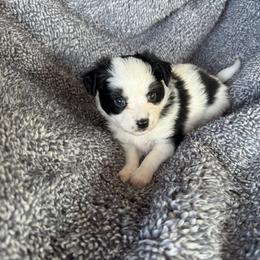 White and Black Boy - White and black male Papillon puppy in Shirley, Arkansas from Lucky Pups