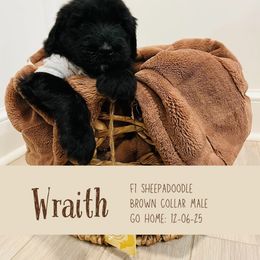 Wraith - Black male Sheepadoodle puppy in Clemson, South Carolina from Love Tallulah Sheepadoodles LLC