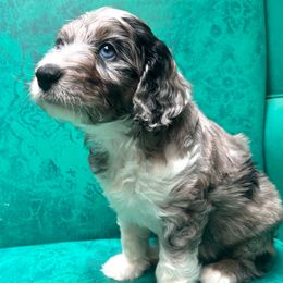 Cannoli - Blue merle male Aussiedoodle puppy in Watertown, Wisconsin from Little Bear Paws Aussiedoodles