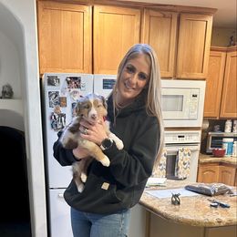 Lady AKA Sage - Red merle female Australian Shepherd puppy in Scottsdale, Arizona from B & T's Aussies & Aussie Doodle's