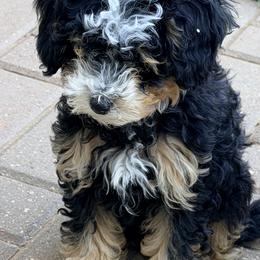 Bernedoodles from Big Sky Bernedoodles