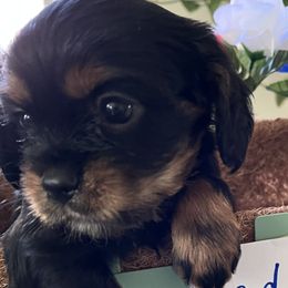 Cadbury - Cavalier King Charles Spaniel puppy from Cloud Nine Cavaliers