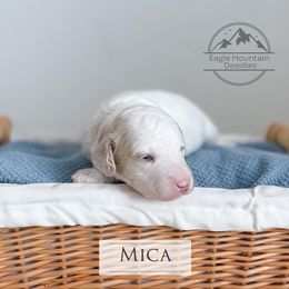 Goldendoodle Puppies from Eagle Mountain Doodles