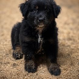 Cairo ASDR - Black tri male Miniature Australian Shepherd puppy in Polk City, Florida from Skaky Shepherds
