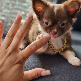 Chihuahua and Shih Tzu Puppies from Cuties 4 You