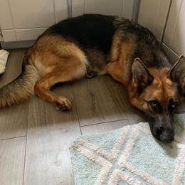 "L" German Shepherd All Grown Up from Angel Oak German Shepherds