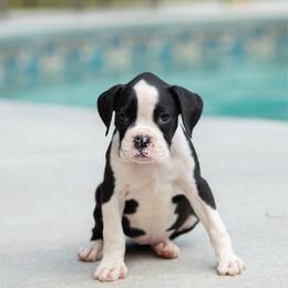 Dolly - Brindle female Boxer puppy in Georgia from Stephanie’s Boxers