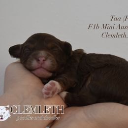 Taa - Red phantom Aussiedoodle puppy in Seattle, Washington from Clemleth Aussiedoodles