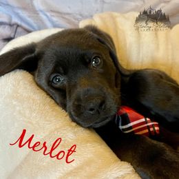Dilute Retrievers and Labrador Retrievers from Sterling Hollow Labradors LLC