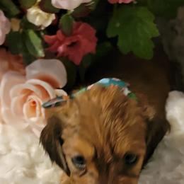 Dachshund Puppies from CLARK'S BREEDING PROGRAM
