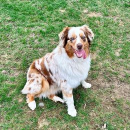 peaches 🍑 - Australian Shepherd