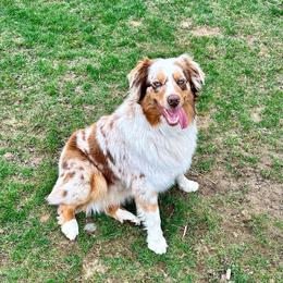 peaches 🍑 - Australian Shepherd
