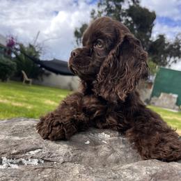 Snickers (Green) - Brown male Cocker Spaniel puppy in Glastonbury, Connecticut from Hillside kennels