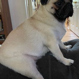 Pugs from KnightSkye Pugs