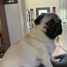 Pugs from KnightSkye Pugs