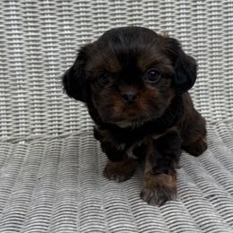 Fozzie - Brindle and white male Cavatzu puppy in Saint Paul, Minnesota from Amy’s Puppy Tzu