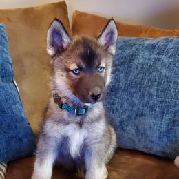 Siberian Husky Puppies from Evereve Kennels