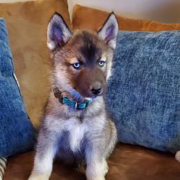 Siberian Husky Puppies from Evereve Kennels